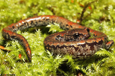 oregon slender salamander graphic